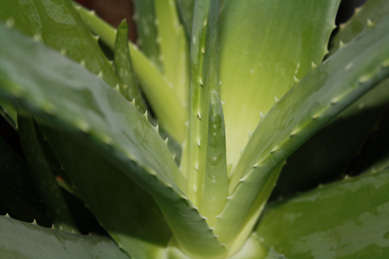 close up aloe plant