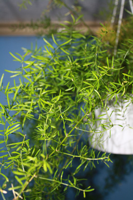 hanging asparagus fern